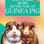 Guide to caring for a new guinea pig
