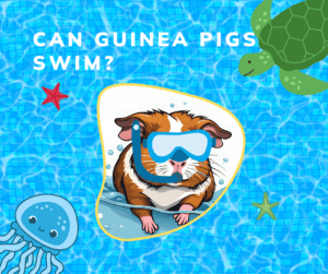Guinea pig with snorkeling mask in swimming pool.