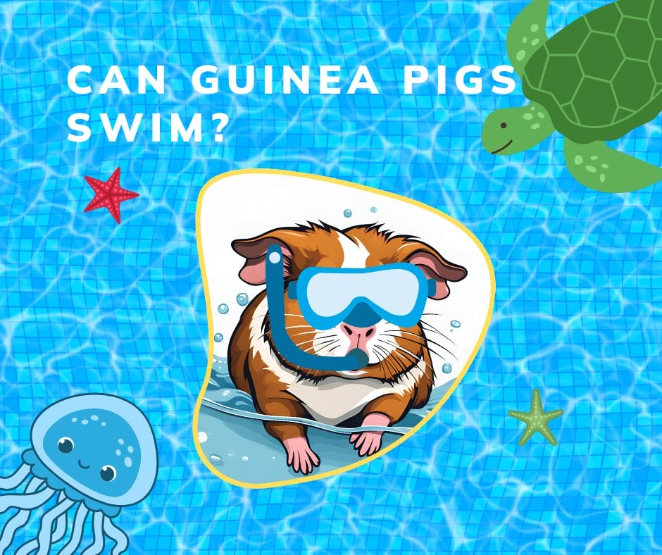 Guinea pig with snorkeling mask in swimming pool.