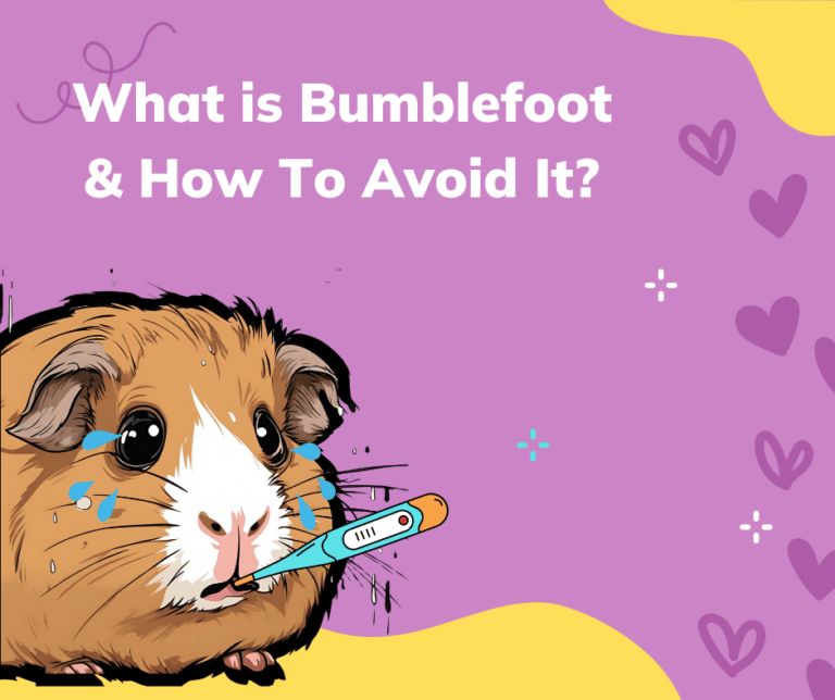 Bumblefoot in guinea pigs and prevention tips