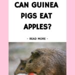Do guinea pigs eat apples?