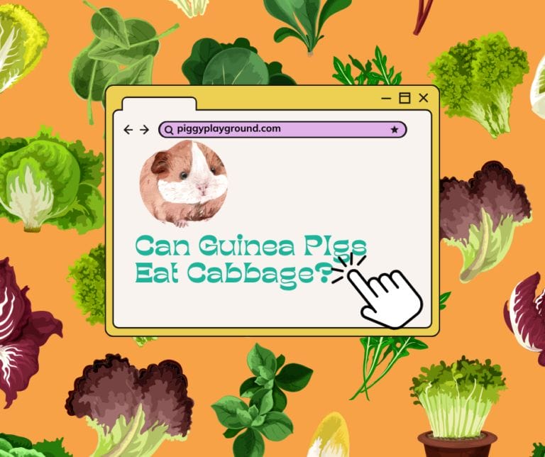 Guinea pigs diet: cabbage consumption