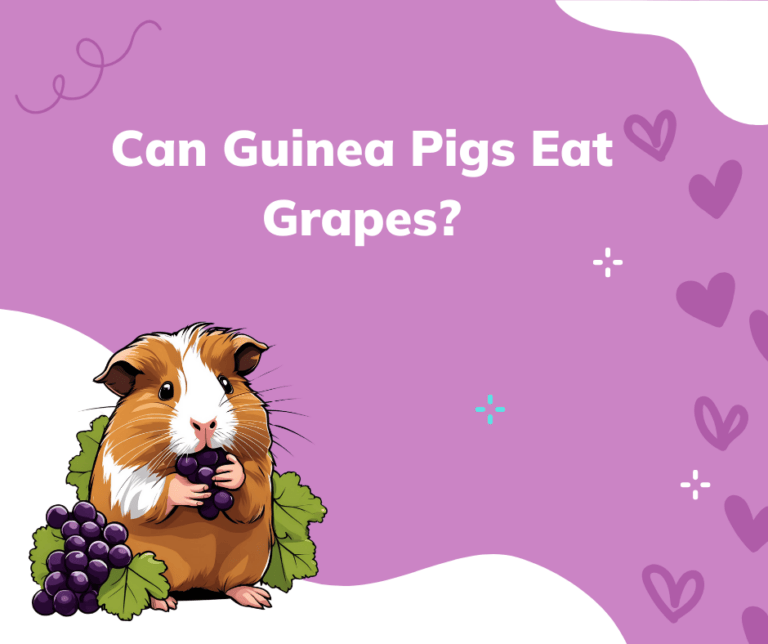 can guinea pigs eat grapes?