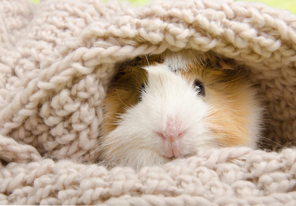 Guinea pig wrapped in a knitted blanket.
