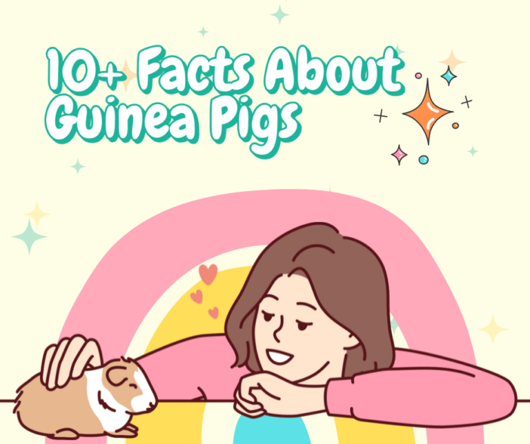 10+ facts about guinea pigs infographic