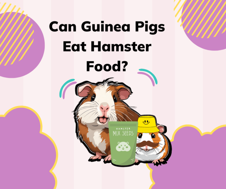 Guinea pigs with hamster food