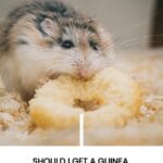 Hamster eating, guinea pig or hamster pet choice