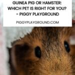 Guinea pig versus hamster guide - Piggy Playground