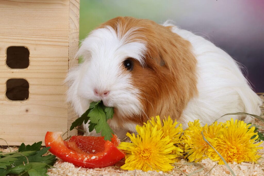 Guinea pig eating vegetables near wooden house