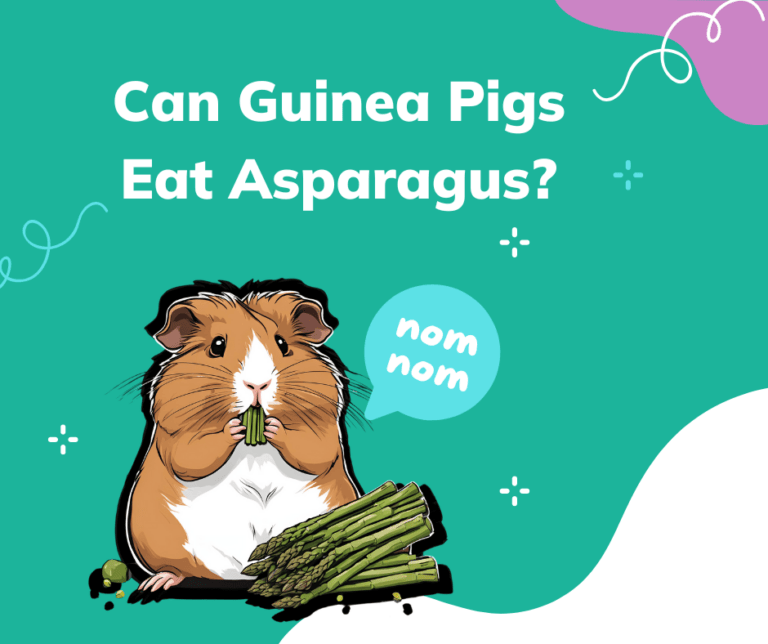Can guinea pigs eat asparagus?