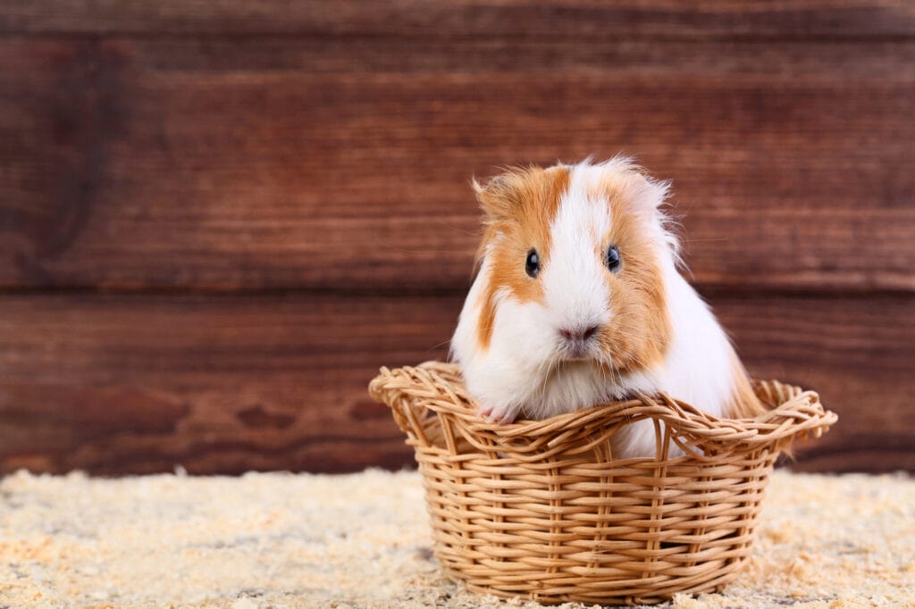 Guinea pig in a wicker basket.