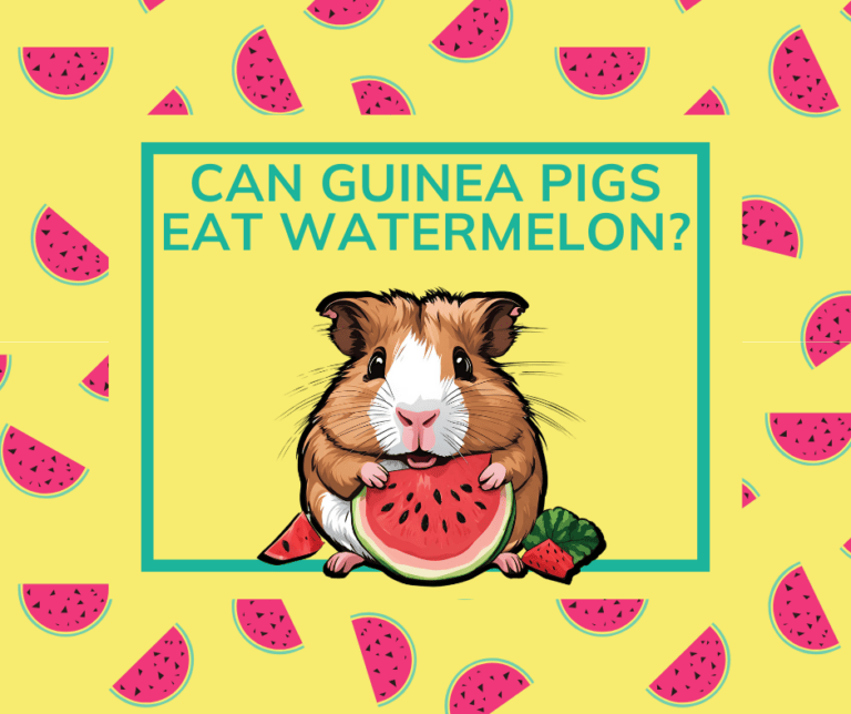 Guinea pig eating watermelon slice.