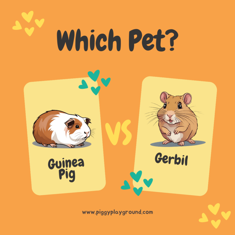 Guinea pig vs gerbil pet choice
