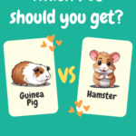 Guinea Pig vs Hamster: Which Pet to Choose?