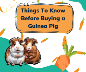 Tips for buying a guinea pig