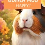 How to tell if your guinea pig is happy?