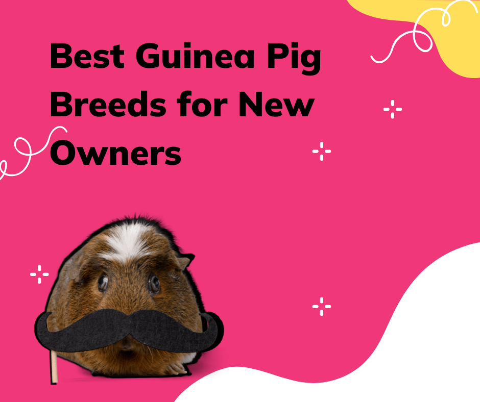 Guinea pig with mustache, best breeds for beginners.