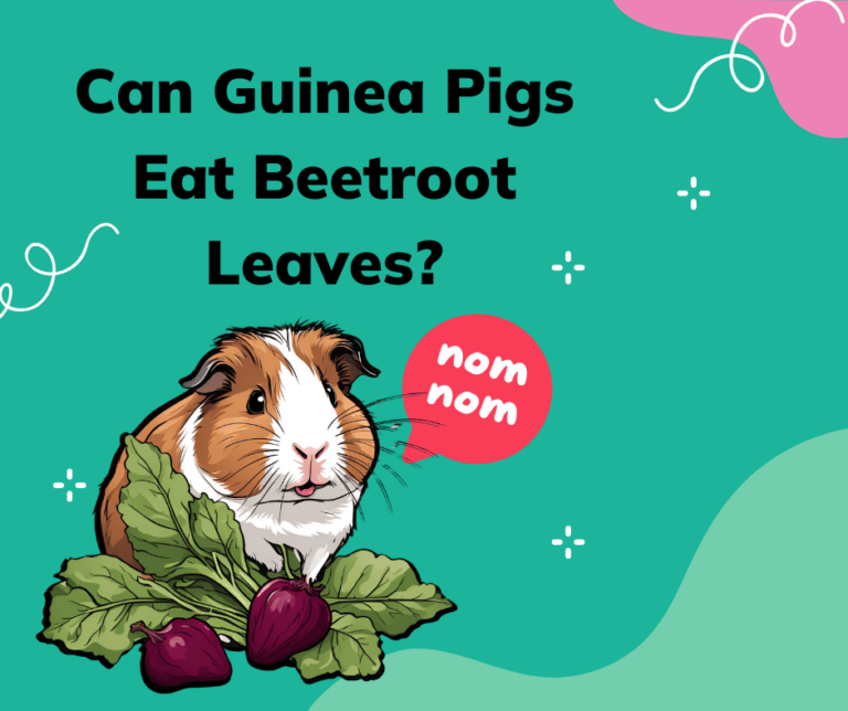 Guinea pig with beetroot leaves, yum question posed
