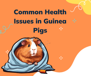 Guinea pig health issues guide