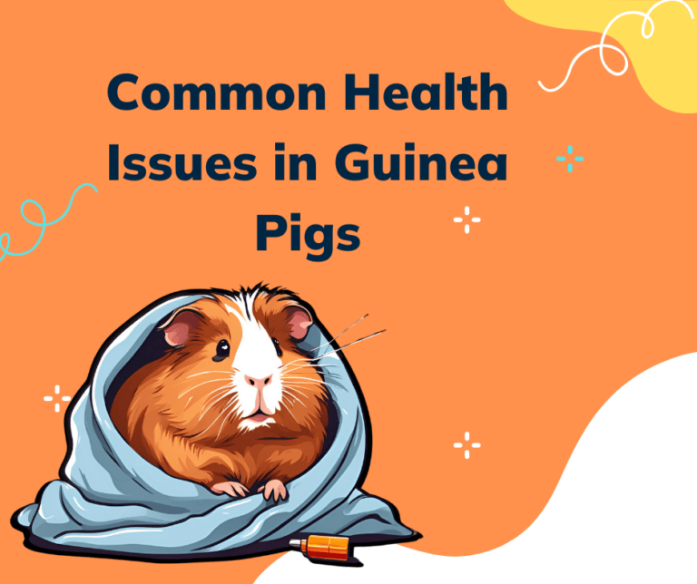 Guinea pig health issues guide