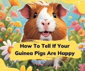 How to tell if your guinea pig is happy?