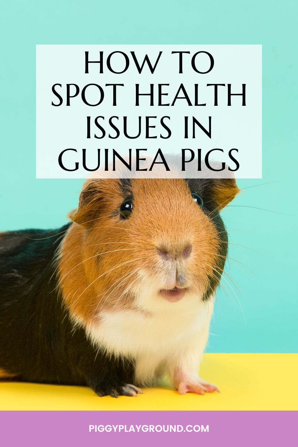 13+ Common Health Issues in Guinea Pigs & How to Spot Them - Piggy ... - Meal Planning For Guinea Pigs With Health Issues
